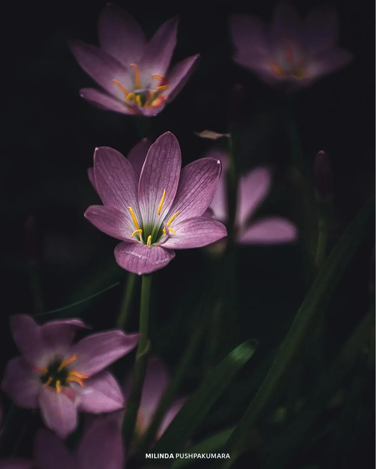 Ambient glow